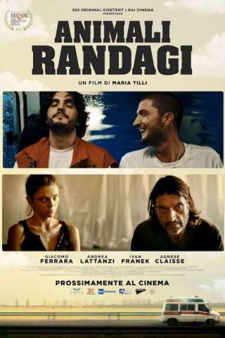 Animali Randagi [HD] (2024)